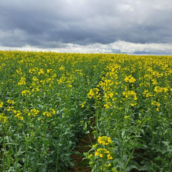 La floraison du colza est moins explosive cette année, dans la plupart des parcelles. Crédit photo : Emeric Courbet