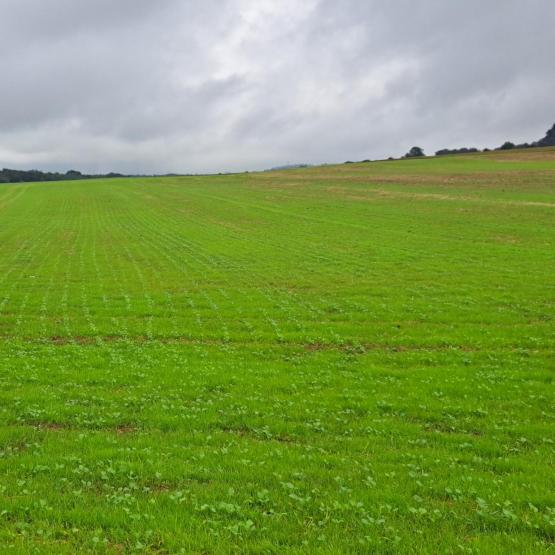Avec les vulpins, les ray-grass sont les adventices les plus citées comme problématiques par les agriculteurs enquêtés.