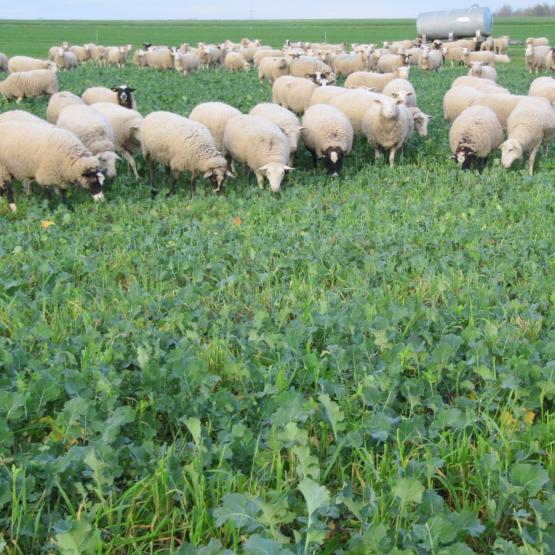  Les brebis économisent du temps et de la main d’œuvre. Crédit photo : M. Floquet