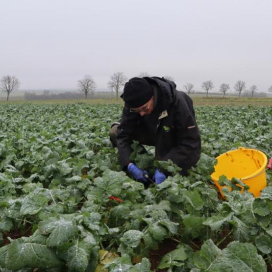 Cette automne les colzas ont bénéficié de bonnes conditions : c'est le moment de procéder aux pesées de biomasses à l'entrée d'hiver. Crédit photo : Terres inovia