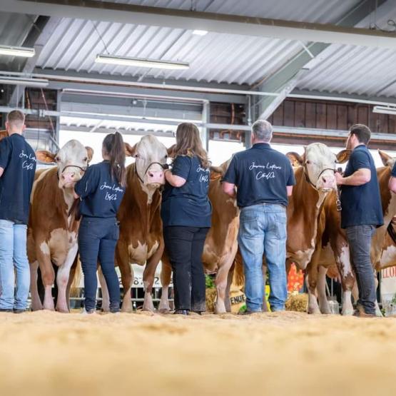 49 vaches Simmental issues de 30 élevages de Côte dOr et des département limitrophes étaient en concours à Créancey, le 7 avril dernier. Crédit photo : Améline Perrin Photographies