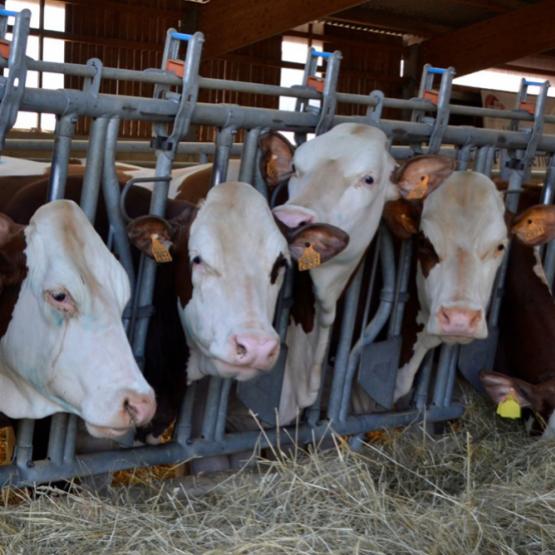 L’observation attentive des animaux permet de détecter précocement les premiers symptômes caractéristiques de la FCO et de déployer rapidement des mesures vétérinaires pour atténuer les effets de la maladie.