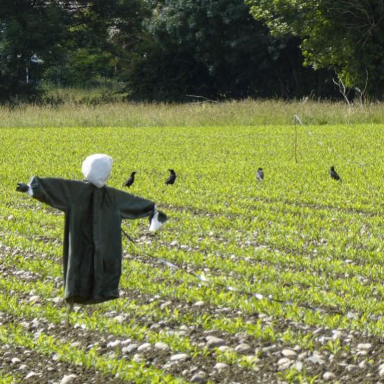 Plusieurs corvifuges sont en phase de test actuellement.