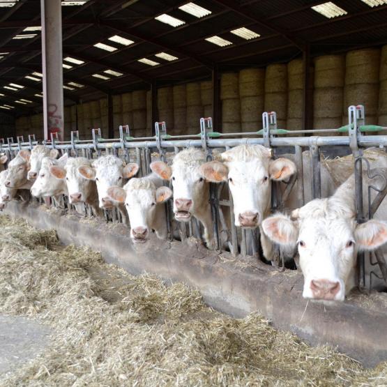 131 nouvelles communes de Haute-Saône passent en zone règlementée, suite au cas de DNC de Pouilley-Français. Crédit photo : AC