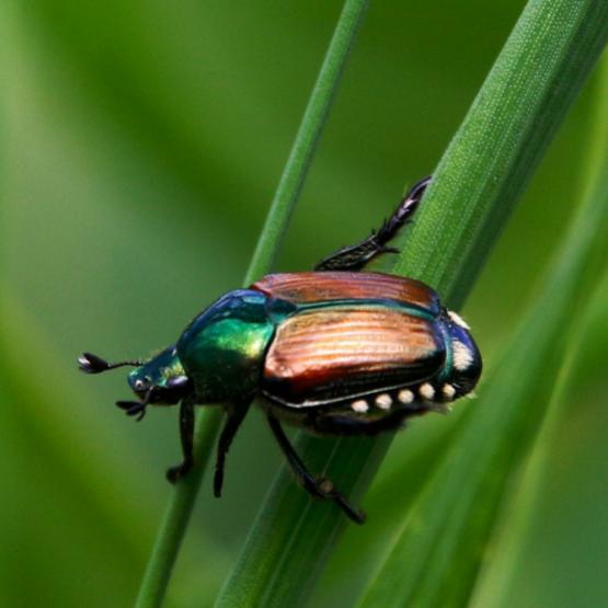 Vigilance accrue face à la menace du scarabée japonais, Popillia japonica, en Bourgogne-Franche-Comté