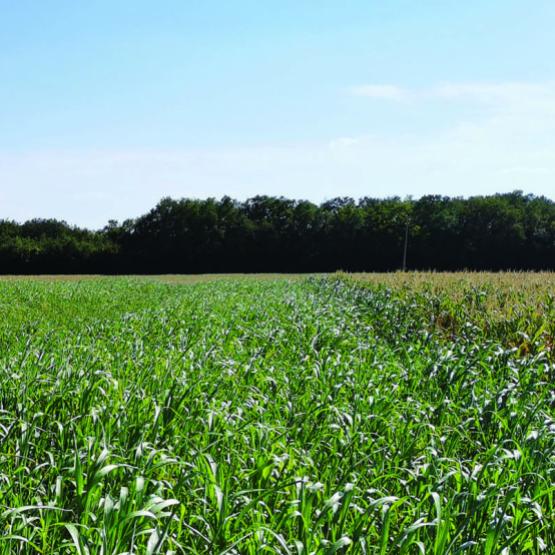 Les bénéfices agro-environnementaux des couverts d'interculture sont multiples, et appréciables dans tous les types d'agriculture. Crédit photo : Terres innovia