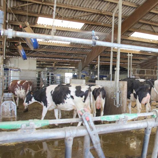 La projection de grosses gouttelettes d'eau sur le dos des vaches, suivie d'un séchage rapide, permet d'abaisser efficacement leur température corporelle. Crédit photo : A.Coronel