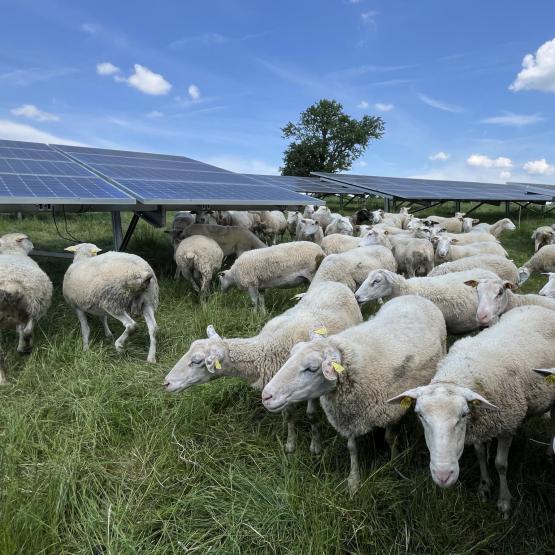 Une parcelle recevant des panneaux photovoltaïques produit un peu moins d’herbe, mais la qualité est meilleure et la production plus persistante dans l’année. Crédit photo Coline Gouttenoire. 