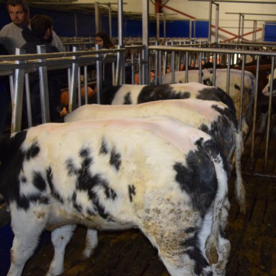 Les veaux de race holstein, de conformation « O, P » sont destinés à la restauration collective, au piécé et à la transformation. Les veaux montbéliards et croisés (charolais, blanc bleu belge), conformés « R, U », vont à des bouchers. CP : Marc Labille