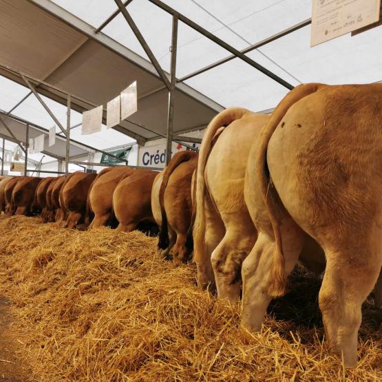 Plus de quarante bêtes de boucherie était alignées cette année par les éleveurs de Haute-Saône. Crédit photo : Bérénice Fraye (Elvea FC)
