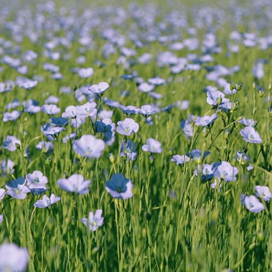 Le lin est une des plus anciennes plantes domestiquées par l'Homme, au néolithique...