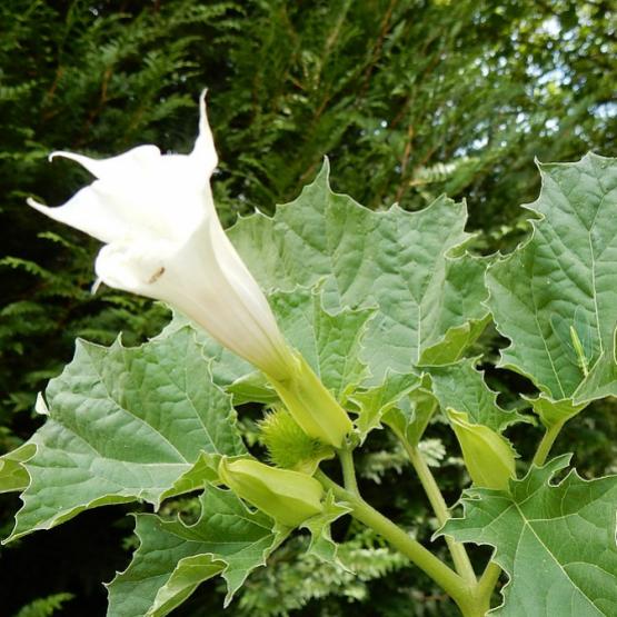 La stramoine... une beauté vénéneuse ! Crédit photo : Arvalis-Institut du végétal.