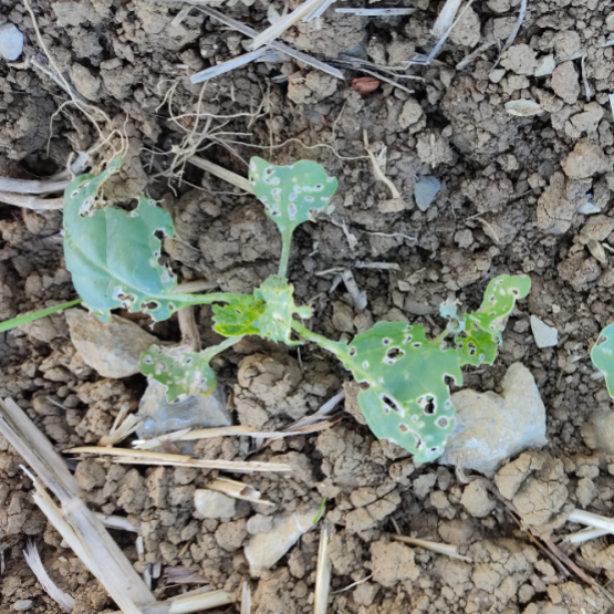 A partir de 4 feuilles, l’intervention est inutile car le colza rentre dans une phase de croissance active. Crédit photo : Terres inovia