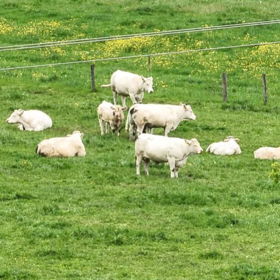 L'usage du drône pour la surveillance du bétail est étudié de près à la Ferme de Jalogny. Crédit photo : Fabien Deschizeaux