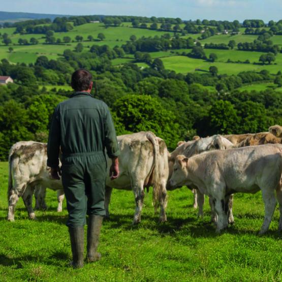 L'élevage constitue le socle de la filière viande en Bourgogne Franche-Comté, qui représente aujourd'hui 16 500 emplois dans la région.