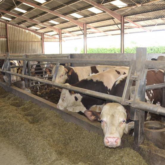 L’instabilité des cours de la viande a été identifiée comme un frein structuration d’une filière régionale d’engraissement. Crédit photo : Alexandre Coronel