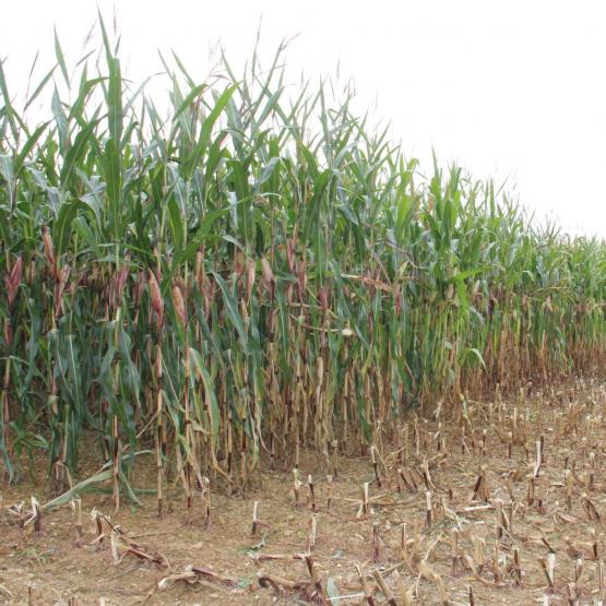 La métérologie très pluvieuse a perturbé le calendrier des semis de maïs : les dates d'ensilage seront globalement plus tardives cette année.