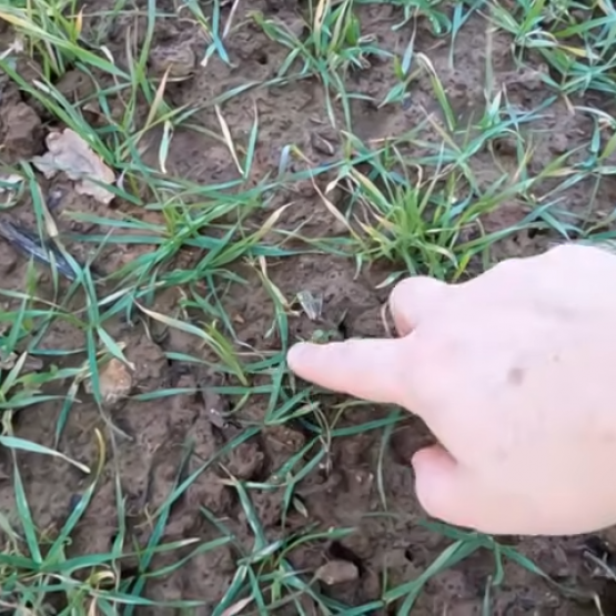 Un bon indicateur de résilience après un épisode de froid est l’émission de nouvelles feuilles vertes.