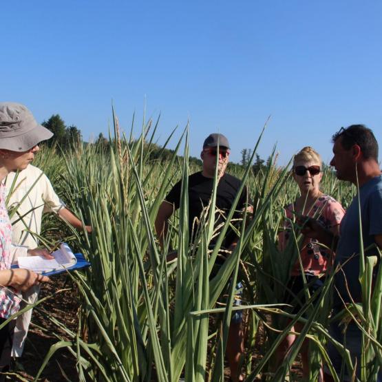Le 29 juillet, une équipe de la DDT a sillonné le département pour prendre la mesure des conséquences du déficit hydrique sur les cultures de maïs fourrage. Crédit photo : A.Coronel