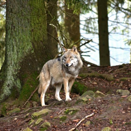 Les représentants syndicaux déplorent l'inaction du préfet face au loup qui sévit depuis plusieurs mois dans le canton de Villersexel. Crédit photo : Jürgen de Pixabay