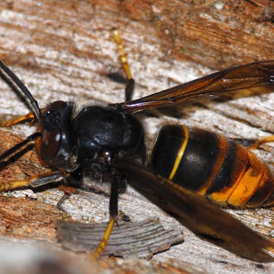 Vespa velutina ou frelon à pattes jaunes : un corps noir, avec une large bande orangée sur l’abdomen, la face orangée et l’extrémité des pattes jaunes. Crédit photo UNAF