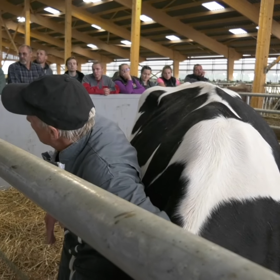 Approcher, toucher et manipuler des bovins pour accomplir des gestes courants d'élevage, tels que la contention ou les soins, ça s'apprend ! 