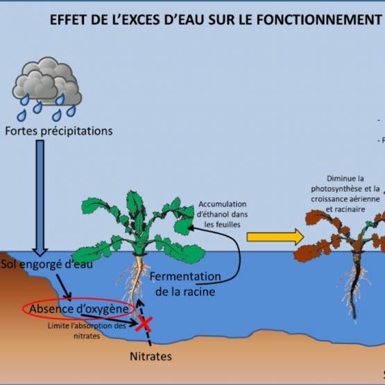 les situations d’hydromorphie importante (hypoxie totale = ennoiement) impactent fortement la photosynthèse. Illustration : Terres innovia
