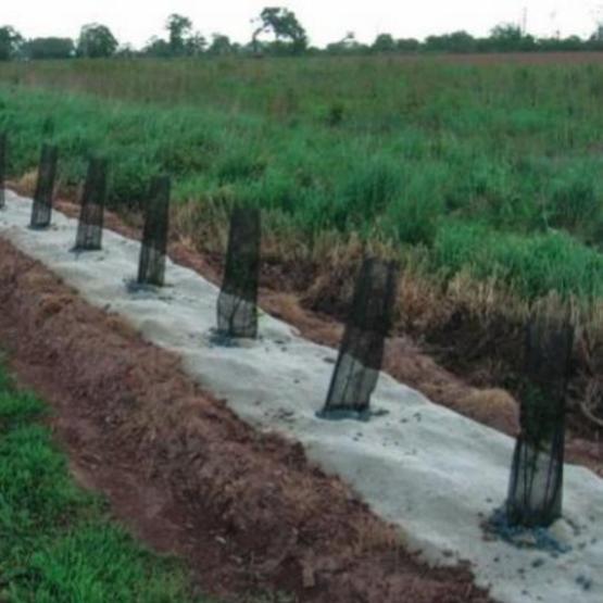 Une haie champêtre récemment plantée, avec des jeunes plants protégés par des gaines biodégradables et un feutre de paillage biodégradable qui limitera la concurrence adventice pendant la phase d’installation.