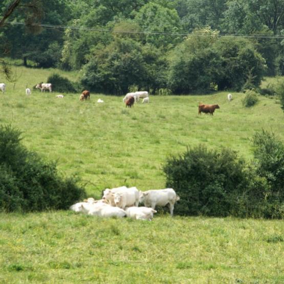 Formation, conseil, appui administratif, organisation de chantiers collectifs… les missions du GIEE Prairies DOR sont variées, comme les paysages de la zone de polyculture-élevage où il déploie ses activités. Crédit photo : A.Coronel