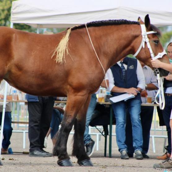 La cavale comtoise réunit chaque été les amoureux du cheval comtois à Jussey.