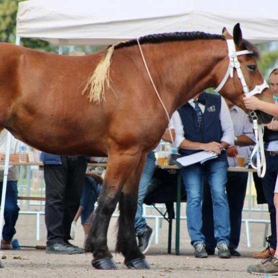 Le syndicat des éleveurs de chevaux de trait participe à de nombreuses manifestations tout au long de l'année.