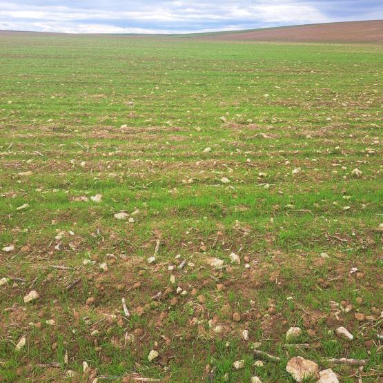Dans les intercultures, les ray-grass et les vulpins ont levé à la faveur d’une météo arrosée et chaude : c’est une bonne occasion pour les détruire avant d’implanter les céréales. Crédit photo : Emeric Courbet/CA70