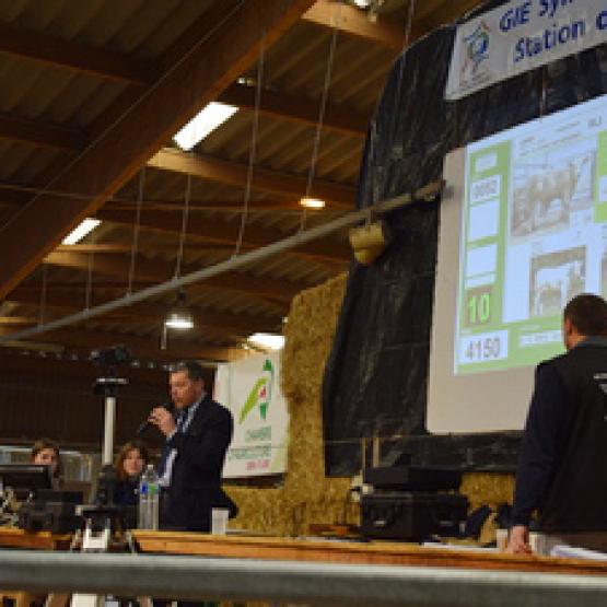 À Charolles, la vente aux enchères de la station de Jalogny reste un moment privilégié, mais la possibilité d’enchérir en ligne donne accès à des acheteurs qui ne pourraient pas faire le déplacement et offre une solution en cas d’imprévu.