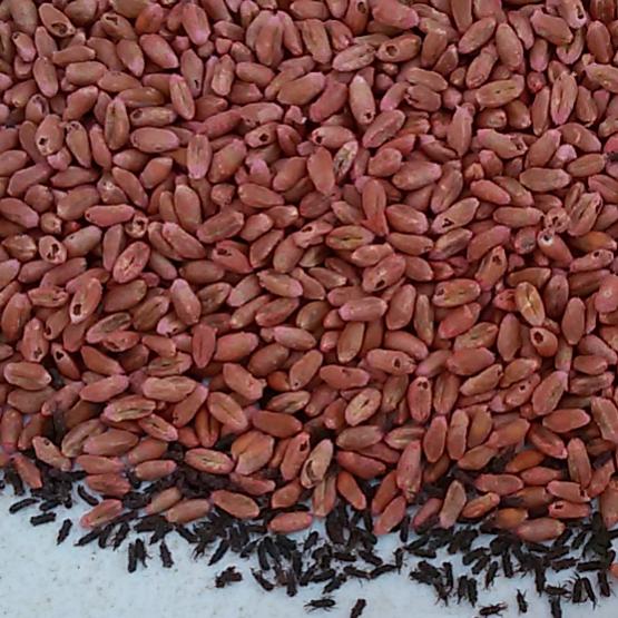 Le charançon du blé est un petit coléoptère capable de causer de gros dégâts aux grains de céréales et de légumineuses. Crédit photo : Begonia