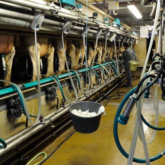 En 2022 en lait standard la hausse du prix payé a permis de compenser l’inflation des intrants. Crédit photo : Alexandre Coronel