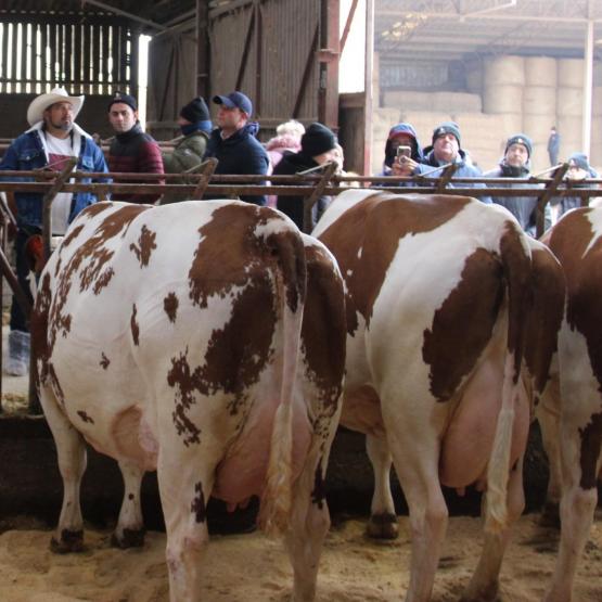Au Gaec Normand, les visiteurs du monde entier invités par Coopex sont venus admirer les plus belles montbéliardes du troupeau. Crédit photo : A.Coronel