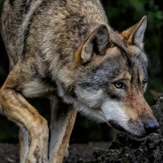 Au cours des dernières semaines, plusieurs attaques de loup ont été répertoriées dans le Haut-Doubs. Celle-ci dans le secteur de Grammont est inédite en termes de gabarit des bovins pris pour cible.
