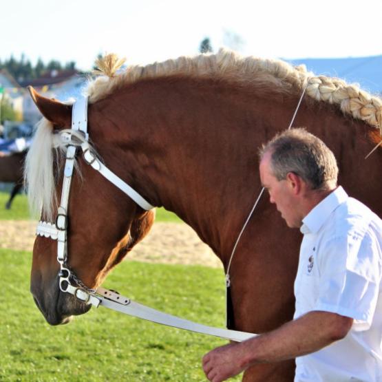 Le concours national de Maiche est un évènement très attendu dans le monde du cheval comtois. Crédit photo : TCN