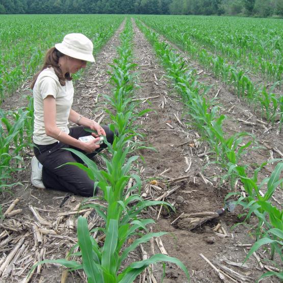 Ray-grass dans le maïs : les graminées à levée précoce ou indifférenciée tels que pâturins, ray-grass, vulpin… sont de plus en plus au gré des changements climatiques et de la généralisation des résistances de ces espèces aux herbicides.