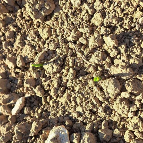 Au 20 avril, environ 50% des semis de mais ont été réalisé, bénéficiant de condition météorologique exceptionnelles. Crédit photo : E.Courbet/CA70
