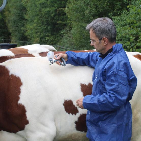Le taux de vaccination des bovins franc-comtois dépassait les 90 % avant extension du zonage le 29 novembre dernier.