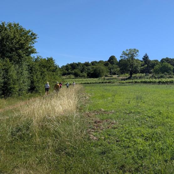 La formule ‘’marche gourmande’’, dans les Monts de Gy, a trouvé son public ! Crédit photo : Louise Dalmasso/CA70