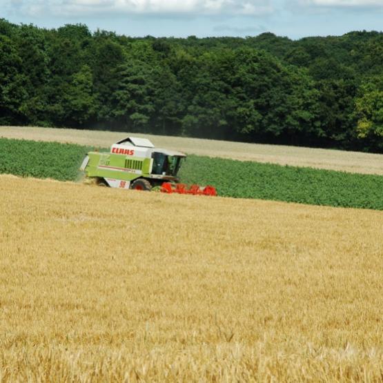 Les moissons de l'année 2025 sont parmi les plus abondantes des 20 dernières années. Crédit photo : A.Coronel