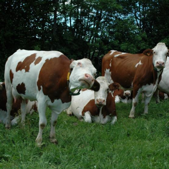 a conduite du troupeau est aussi facteur de résilience face aux bioagresseurs que sont les mouches : ration équilibrée, eau de qualité, couchage propre et confortable… sont autant d’éléments favorables. Crédit photo : AC