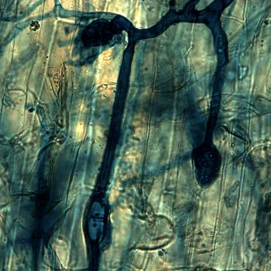 Dans de nombreuses études scientifiques, le rôle de Rhizophagus irregularis a été mis en évidence pour augmenter l’absorption du phosphore chez de nombreuses plantes, tout en améliorant l’agrégation du sol grâce à ses hyphes.