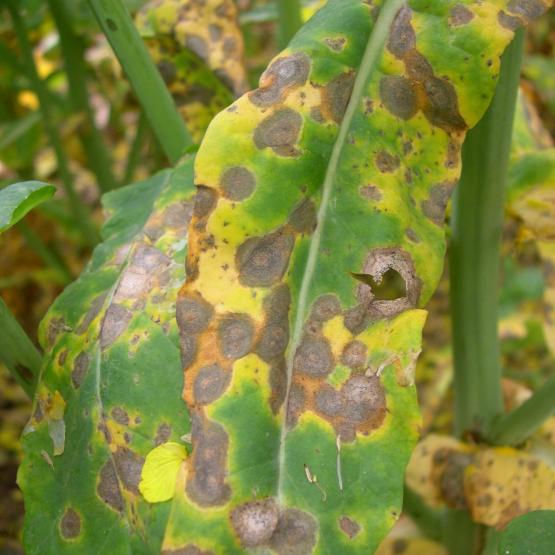 La mycosphaerella est une maladie émergente du feuillage du colza dans le Nord-Est. Crédit photo : Terres innovia.