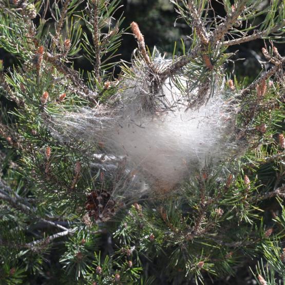 Un nid de chenilles processionnaires. Crédit photo : Marianne Casmance