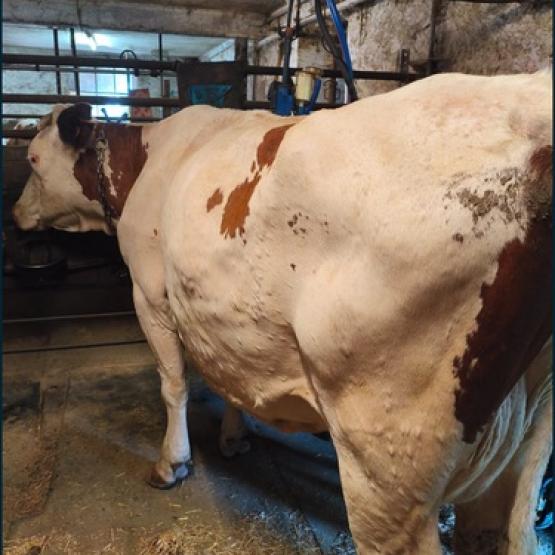 Nodules mimant la maladie qui peuvent disparaître au bout de quelques jours. Contacter son vétérinaire. (Crédit GTV Aura)