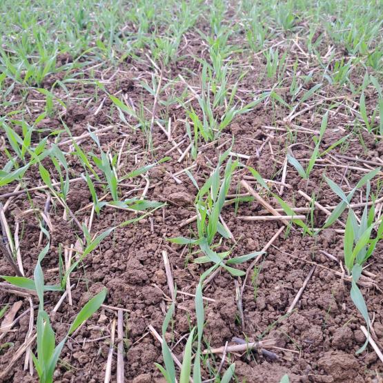 Levée de vulpins dans une orge. Crédit photo : Emeric Courbet