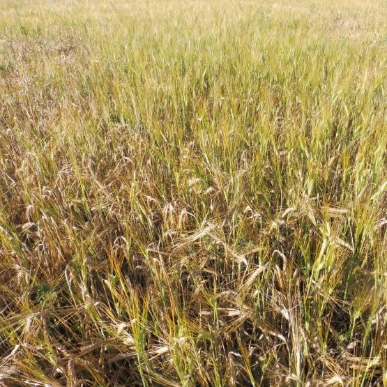 Juin 2021 : orge de printemps PLANET semée fin octobre, qui a passé l’hiver sans rencontrer de problèmes de gel. Crédit photo : E.Courbet